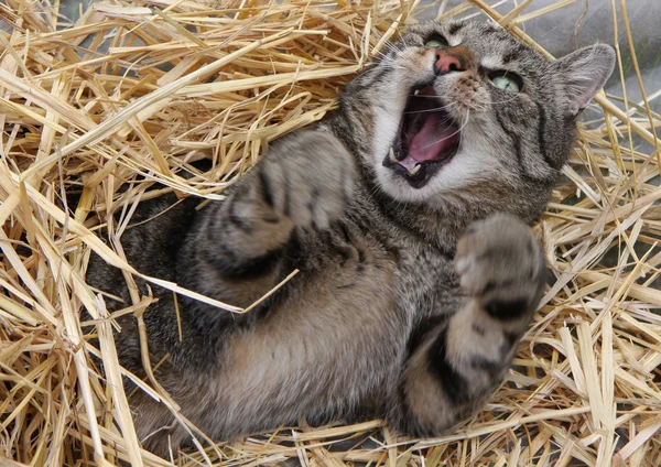 Wütende Katze — ストック写真