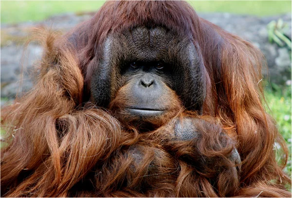 Schmollender Orang Utan — Stok fotoğraf