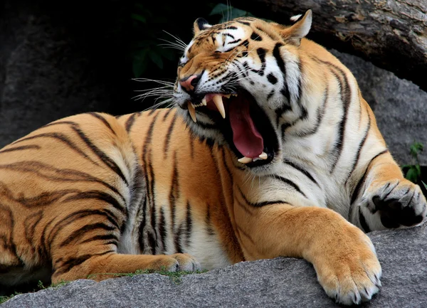 Gähnender Tiger — Stock fotografie