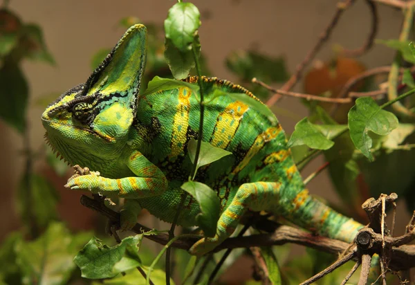 Green and yellow saurian — Stock Photo, Image