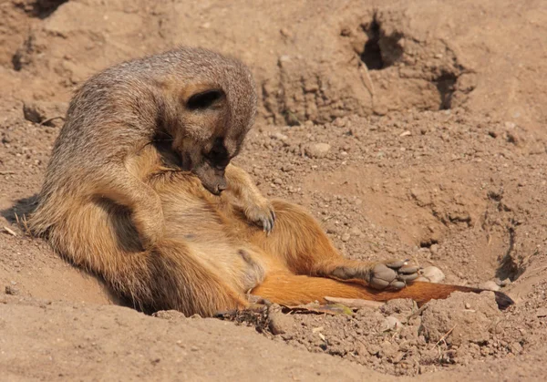 Dormir suricado — Fotografia de Stock