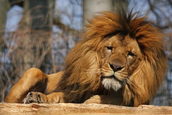 In der Sonne liegender Löwe, lion — Stockfoto