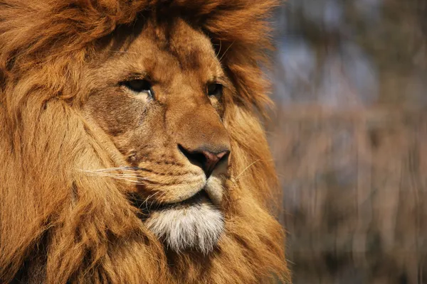 Löwenkopf im Profil — Stock fotografie