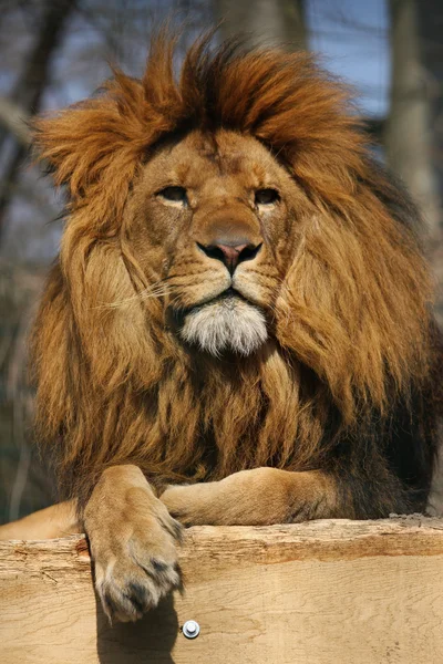 Majestätischer Löwe — стокове фото
