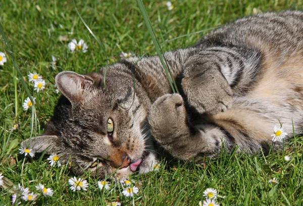Auf einer Wiese liegende Katze — Stock fotografie