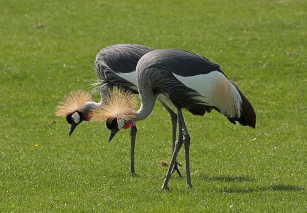 stock image Two cranes