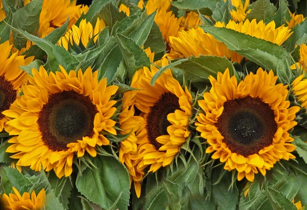 Sonnenblumen Φωτογραφία Αρχείου
