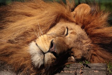 Schlafender Löwe clipart