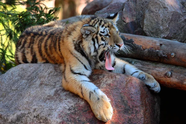 Gähnendes Tigerbaby — Zdjęcie stockowe