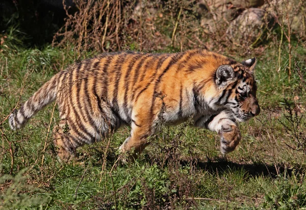 Rennendes Tigerbaby — Foto de Stock