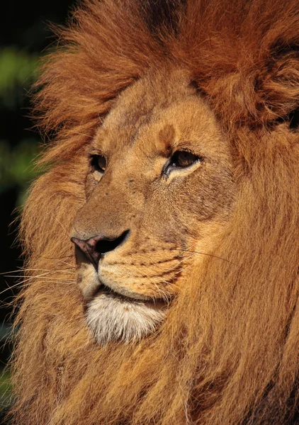 Löwenprofil — ストック写真