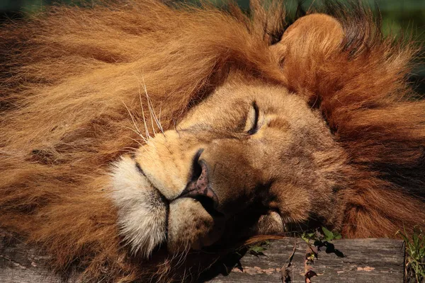 Schlafender Löwe — Stock fotografie