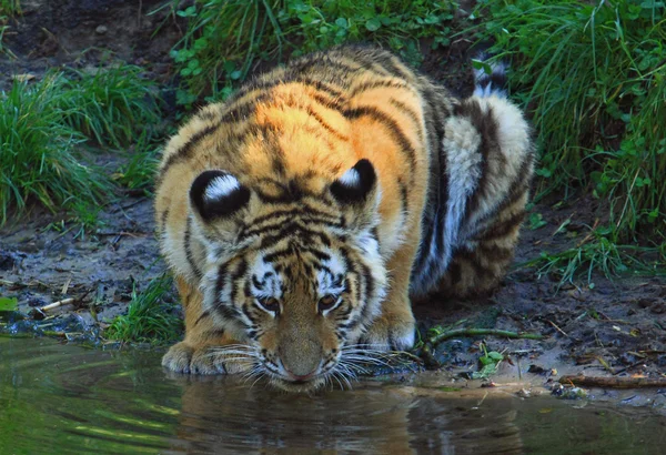 Trinkendes Tigerbaby — стокове фото