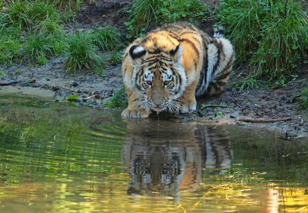 Durstiges Tigerbaby — Φωτογραφία Αρχείου