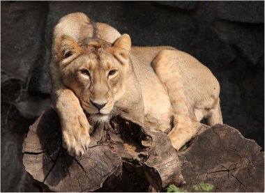 In der Sonne liegende Löwin, lion