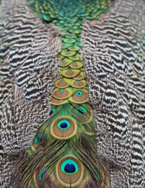 Pfau von hinten