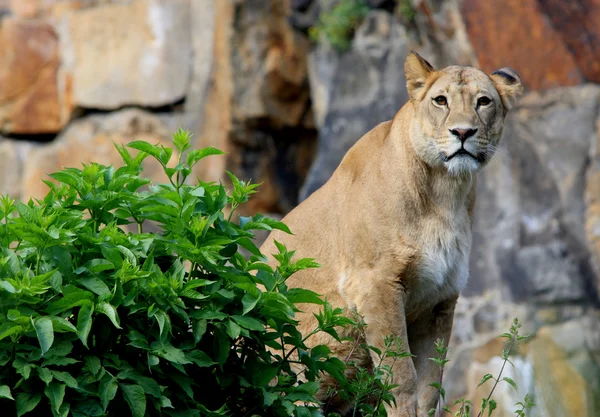 Löwin hinter einem Busch, lion sitting behind a bush — Stock fotografie
