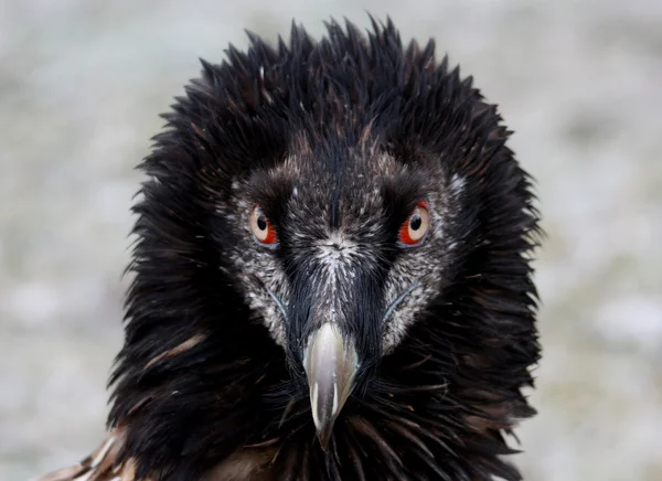 Kopf eines schwarzen Vogels — Stockfoto