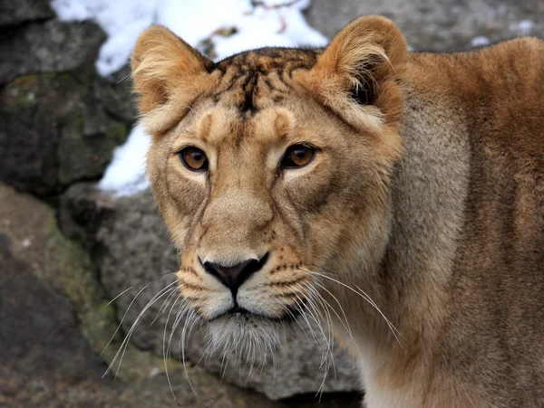 Löwenportrait einer Löwin, lion — стокове фото