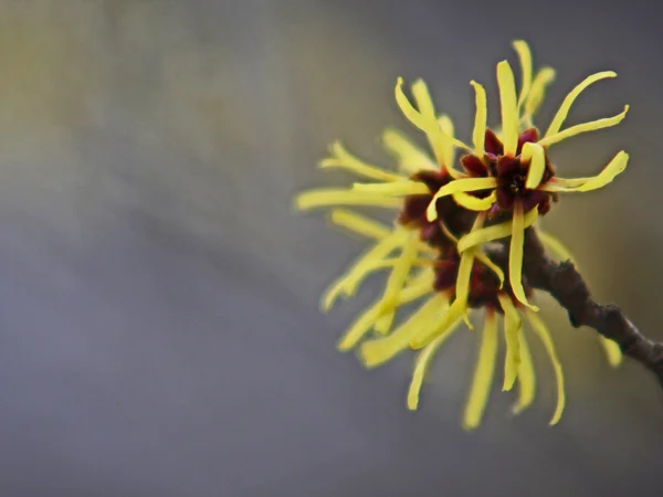 Stock image Strange flowers