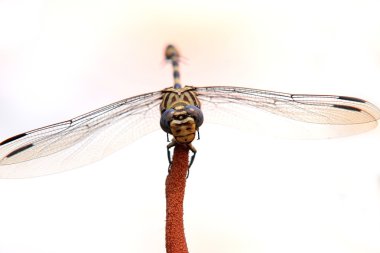 adragonfly makro