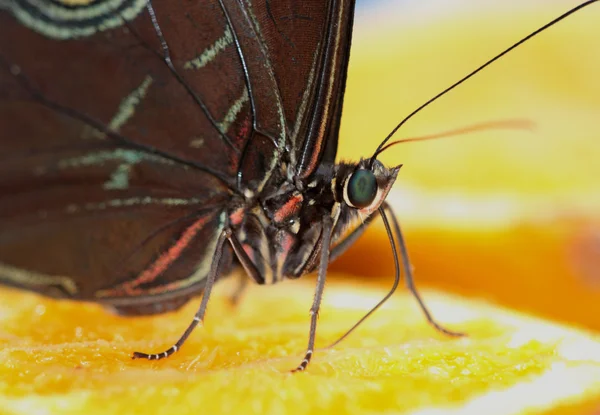 Vlinder aan een oranje — Stockfoto