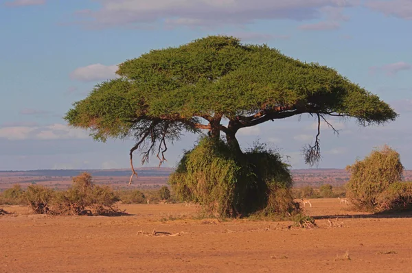 içinde afrika, Afrika akasya akazie