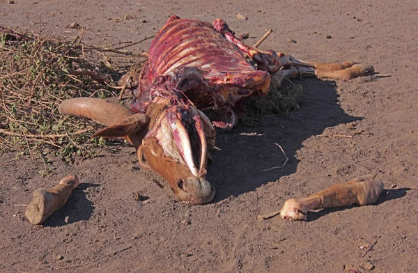 stock image Toter halbverwester Bulle, dead bull