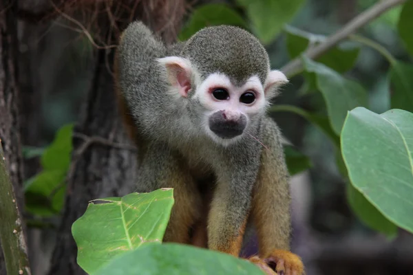 stock image Little monkey in a tree