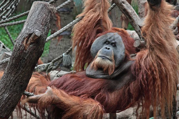 Lazy orang utan — Stock Photo, Image