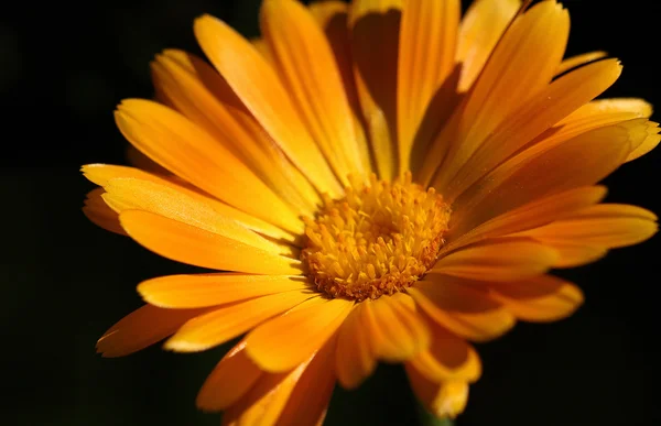 stock image Orange flower