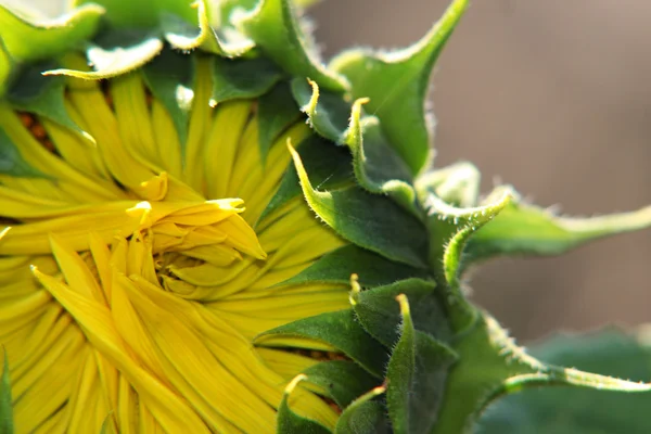 stock image Partof a sunflower