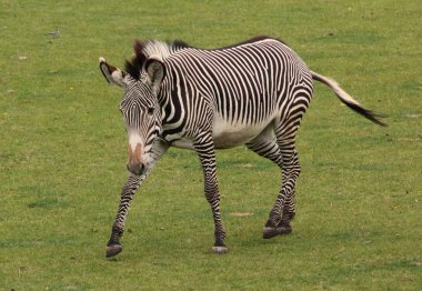 Zebra yürüyüş