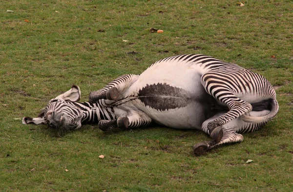 Опасная зебра — стоковое фото