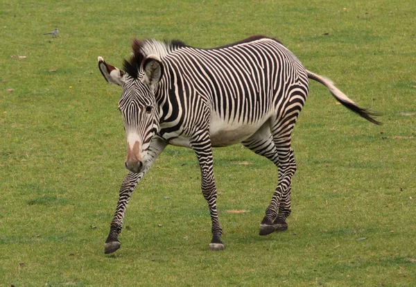 Spazierendes Zebra — Stockfoto