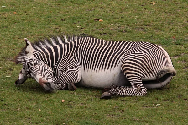 A jogar zebra — Fotografia de Stock