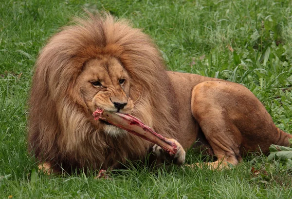 Jedzenie lew — Zdjęcie stockowe