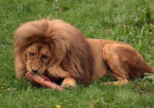 ライオン食べること — ストック写真