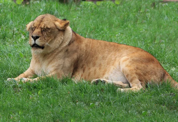 Leão zangado — Fotografia de Stock