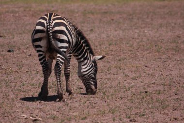 Zebra yiyen