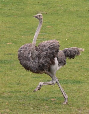 Running ostrich clipart