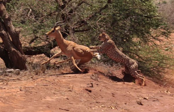 Polowanie gepard — Zdjęcie stockowe