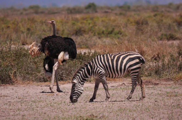 Strich i zebra — Zdjęcie stockowe