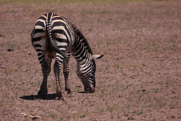 Comer Zebra — Fotografia de Stock