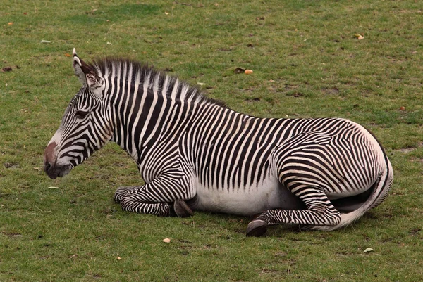 Zebra cansada — Fotografia de Stock
