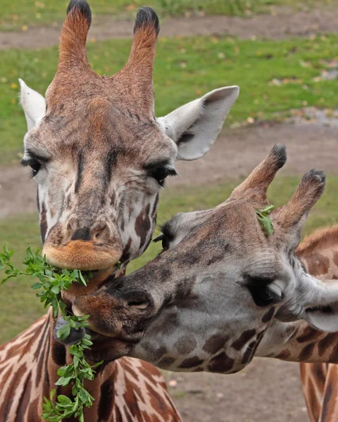 Eating giraffes — Stock Photo, Image