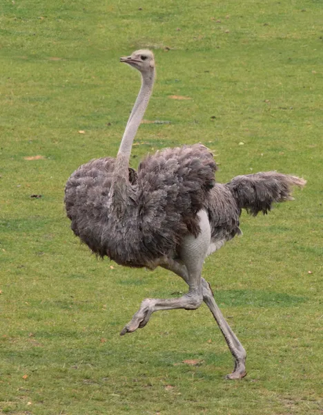 Running ostrich — Stock Photo, Image