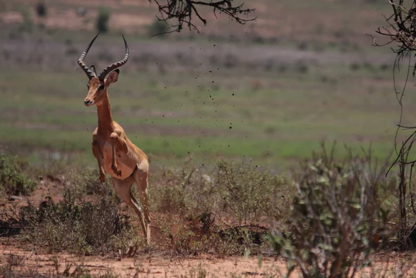 Прыгающий антилоп — стоковое фото