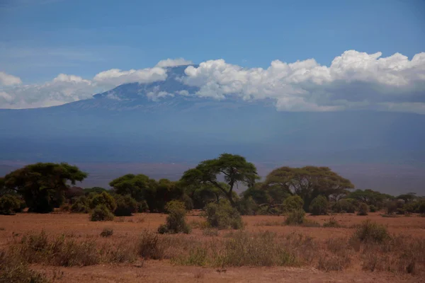 Kilimanjaro in the morning — Stock Photo, Image