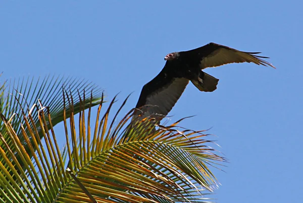 Pájaro volador — Foto de Stock